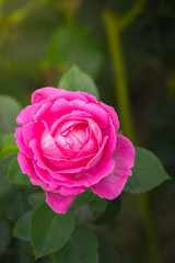 Roses in the garden