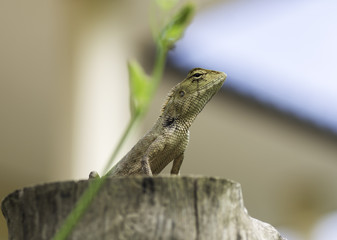 lizard is on the timber.