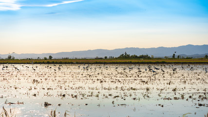 Ebro Delta estuary and wetlands, Tarragona, Catalunya, Spain. Copy space for text.
