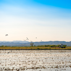 Ebro Delta estuary and wetlands, Tarragona, Catalunya, Spain. Copy space for text.