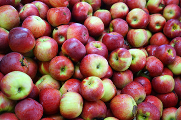 Fresh picked apples background in the harvest season