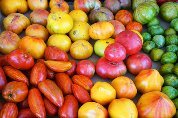 Colorful fresh tomatoes in harvest season for sale
