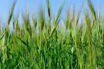 Fototapeta premium hullessbarley in growth in the field under blue sky