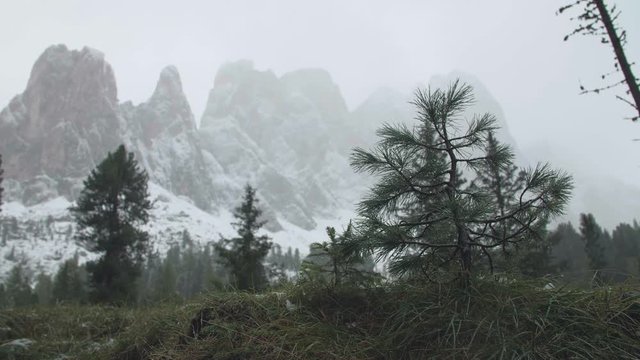 Misty winter pine forest mountain landscape. First snow falling on the fir trees in the Dolomites on a cold winter or late autumn day. Beauty of nature,environment concept.