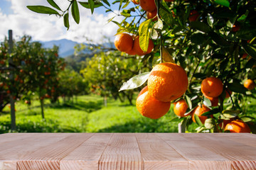 Wood table top place of  free space for your decoration and orange trees background