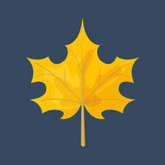 Autumn yellow maple leaf season nature color plant foliage bright decoration design natural colorful flat vector illustration.