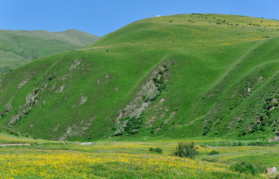 Fototapeta beautiful flowers in grassland mountains
