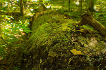 Tree Falls in Island Creek National Forest