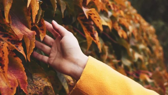 Close up of Woman's Hand Running Through Yellow Autumn Leaves, dolly shot. Slow motion 120 fps. Colourful and textured city fall season background. Wall covered with Beautiful Leaves.