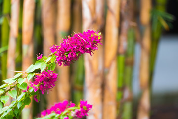 Obraz premium Flower against the background of bamboo stems, Louangphabang, Laos. Close-up.