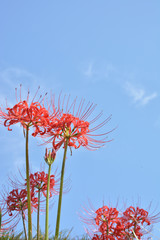 ヒガンバナ　青空

