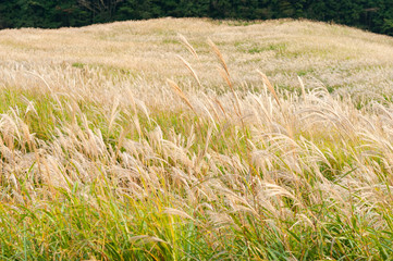 千石原のススキ