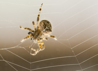 Spider