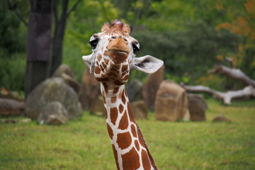 キリン © emisawamoto