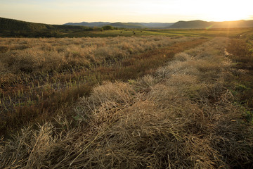 harvest cole on farmland with blue cloudy sunset sky
