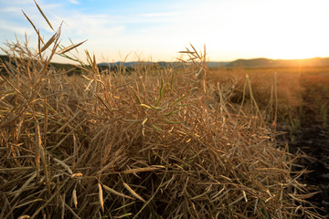 Fototapeta premium harvest cole on farmland with sunset sky