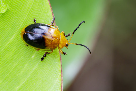 Image of Twin-spotted Beetle (Oides andreweisi) on green leaves. Insect Animal