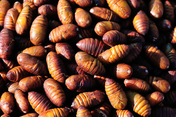 silkworm chrysalis
