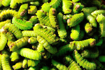 Silkworms