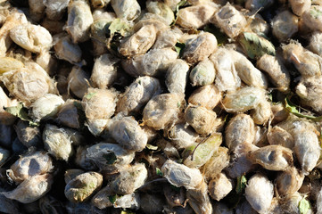 silkworm chrysalis