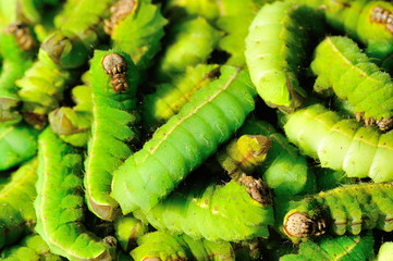 Fototapeta premium Silkworms