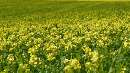 Monti Sibillini a Castelluccio di Norcia la fioritura della lenticchie
