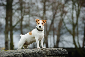 Jack Russell Terrier standing on rock wall