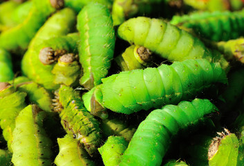 Silkworms