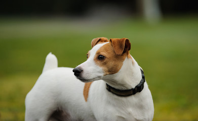 Naklejka na ściany i meble Jack Russell Terrier portrait by grass