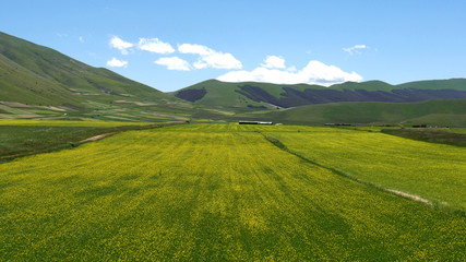 Monti Sibillini a Castelluccio di Norcia la fioritura della lenticchie