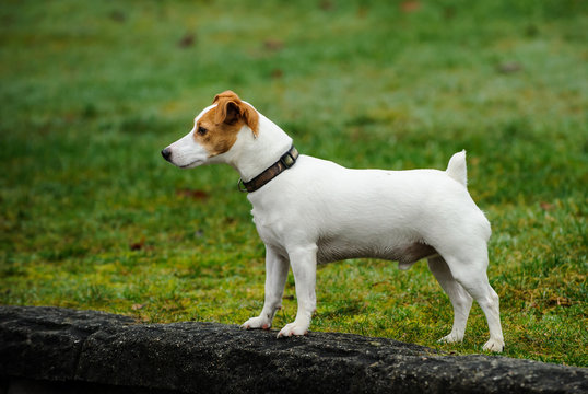 Jack Russell Terrier standing 