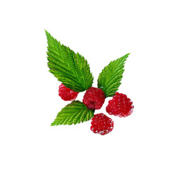  berry with green leaf, top view of fresh fruit isolated on white background under pruning