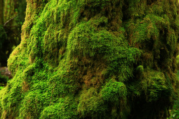a picture of an Pacific Northwest mossy maple tree trunk