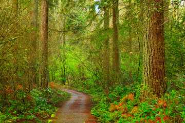 a picture of an Pacific Northwest forest trail