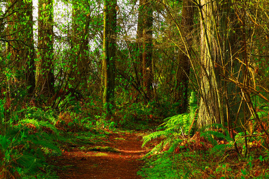 a picture of an Pacific Northwest forest trail