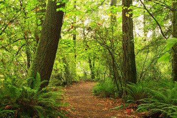 Obraz premium a picture of an Pacific Northwest forest trail