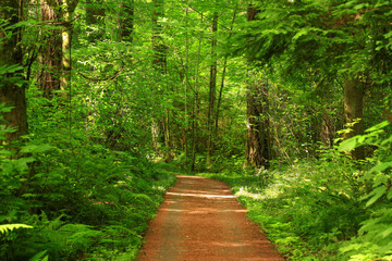 a picture of an Pacific Northwest forest trail