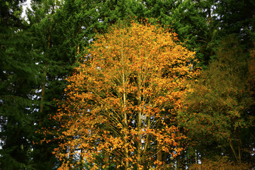 a picture of an Pacific Northwest Big leaf maple tree in fall