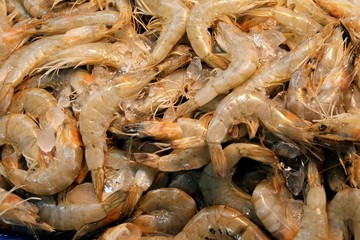 shrimp in the fresh market
