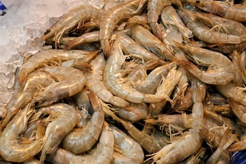 shrimp in the fresh market
