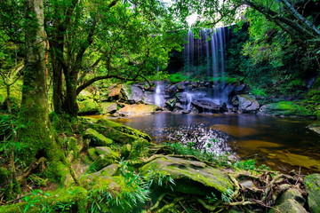 Fototapeta premium beautiful tropical rainforest and stream in deep forest, Phu Kradueng National Park, Thailand
