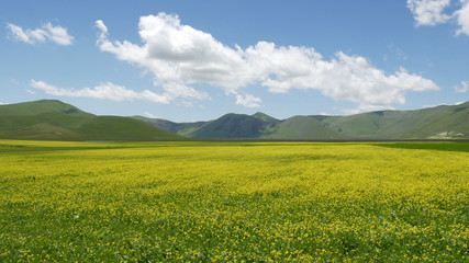 Castelluccio di Norcia in Umbria fioritura dei campi di lenticchie