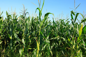 maize crop in growth at farm