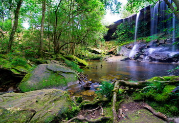 Fototapeta premium beautiful tropical rainforest and stream in deep forest, Phu Kradueng National Park, Thailand