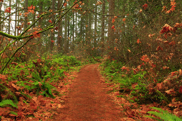 a picture of an Pacific Northwest forest trail