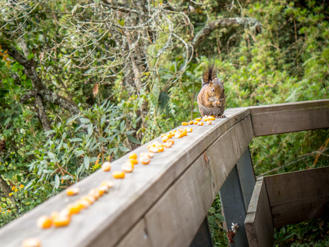 Squirrel eating corn on veranda in Santa Helena, Colombia