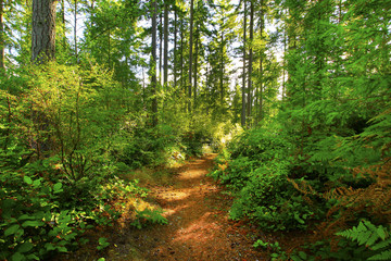 a picture of an Pacific Northwest forest trail