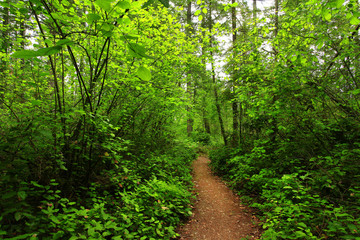 a picture of an Pacific Northwest forest trail