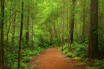Fototapeta premium a picture of an Pacific Northwest forest trail