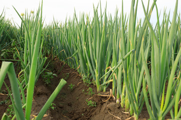green Chinese onion crops in growth at field